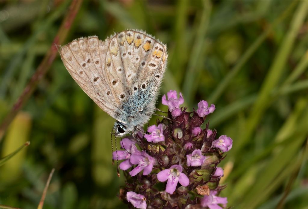 Da identificare: Polyommatus icarus - Lycaenidae
